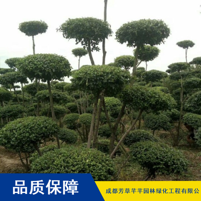 大叶城市绿化女贞树苗_优质灌木女贞树苗_芳草芊芊女贞树苗供应